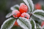 Dwergmispel (Cotoneaster spec.)