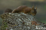 Eekhoorn (Sciurus vulgaris)