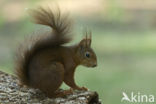 Eekhoorn (Sciurus vulgaris)