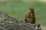 Eekhoorn (Sciurus vulgaris)