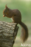 Eekhoorn (Sciurus vulgaris)