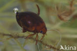 Eironde Watertor (Hyphydrus ovatus)