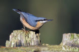 Europese Boomklever (Sitta europaea)