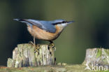 Europese Boomklever (Sitta europaea)