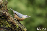 Europese Boomklever (Sitta europaea)