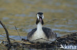 Fuut (Podiceps cristatus)