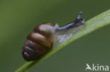 Genaveld tonnetje (Lauria cylindracea) 