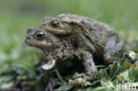 Gewone pad (Bufo bufo)