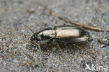 Gewone Zoutloper (Pogonus chalceus)