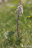 Groot hoefblad (Petasites hybridus)