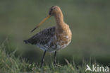 Grutto (Limosa limosa) 