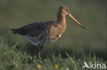 Grutto (Limosa limosa) 