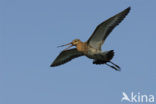 Grutto (Limosa limosa) 