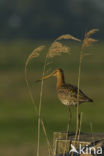 Grutto (Limosa limosa) 