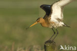 Grutto (Limosa limosa) 