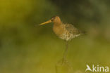 Grutto (Limosa limosa) 