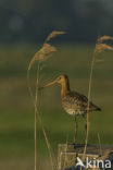 Grutto (Limosa limosa) 