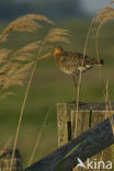 Grutto (Limosa limosa) 