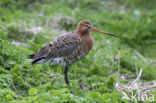 Grutto (Limosa limosa) 