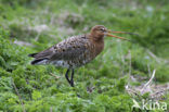 Grutto (Limosa limosa) 