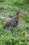 Grutto (Limosa limosa) 