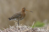 Grutto (Limosa limosa) 