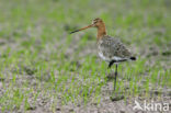 Grutto (Limosa limosa) 