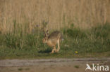 Haas (Lepus europaeus)