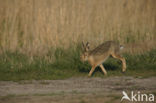 Haas (Lepus europaeus)