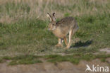 Haas (Lepus europaeus)