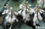 Hosta (Sieboldiana elegans)