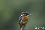 IJsvogel (Alcedo atthis)