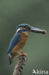 IJsvogel (Alcedo atthis)