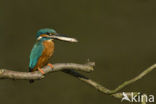 IJsvogel (Alcedo atthis)