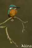 IJsvogel (Alcedo atthis)