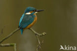 IJsvogel (Alcedo atthis)