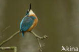 IJsvogel (Alcedo atthis)