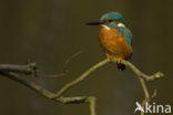 IJsvogel (Alcedo atthis)