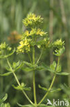 Kantig hertshooi (Hypericum dubium)