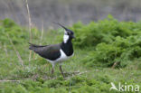 Kievit (Vanellus vanellus)