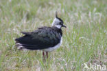 Kievit (Vanellus vanellus)