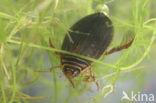 Kleine gegroefde waterkever (Acilius canaliculatus)