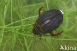 Kleine gegroefde waterkever (Acilius canaliculatus)