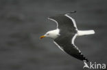 Kleine Mantelmeeuw (Larus fuscus)