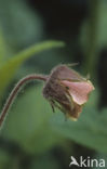 Knikkend nagelkruid (Geum rivale) 