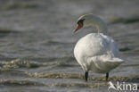 Knobbelzwaan (Cygnus olor)