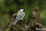 Koolmees (Parus major)