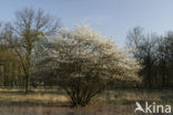 Krentenboompje (Amelanchier spec.)