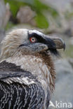 Lammergier (Gypaetus barbatus)