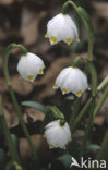 Spring Snowflake (Leucojum vernum)